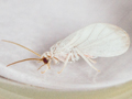 Coniopteryx esbenpeterseni